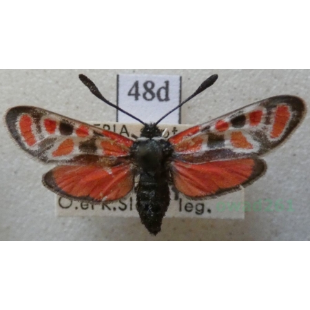 Zygaena orana nedroma Oberthür, 1881 Algieria48d